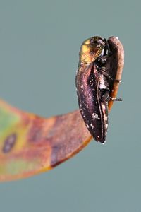 Diphucrania modesta, PL0542, male, on Acacia pycnantha, SL
